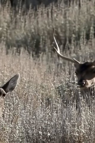 Обои трава, природа, олень, рога, олени, grass, nature, deer, horns разрешение 1920x1200 Загрузить