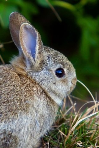 Обои трава, заяц, зайчик, зайчонок, grass, hare, bunny разрешение 1920x1200 Загрузить