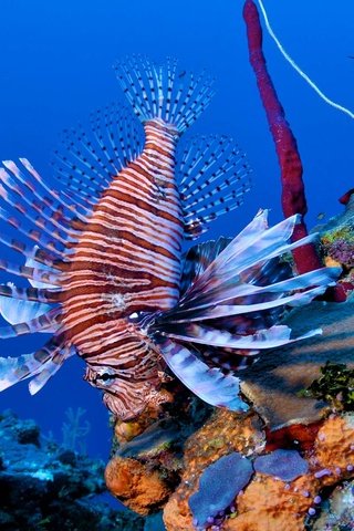 Обои кораллы, рыба, риф, подводный мир, крылатка, рыба-лев, corals, fish, reef, underwater world, lionfish, lion fish разрешение 1920x1200 Загрузить