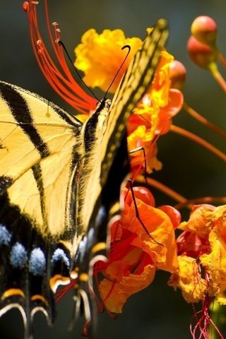 Обои насекомое, цветок, бабочка, крылья, насекомые, махаон, insect, flower, butterfly, wings, insects, swallowtail разрешение 1920x1080 Загрузить