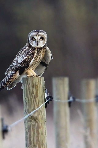 Обои сова, забор, птица, owl, the fence, bird разрешение 1920x1200 Загрузить