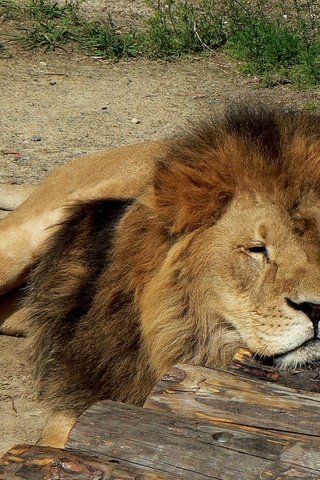 Обои спит, хищник, большая кошка, лев, грива, лежа, sleeping, predator, big cat, leo, mane, lying разрешение 1920x1200 Загрузить