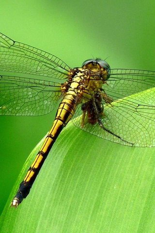 Обои зелёный, фон, насекомые, стрекоза, green, background, insects, dragonfly разрешение 1920x1200 Загрузить