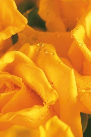 Обои бутон, букет цветов, желтая роза, букет роз, bud, a bouquet of flowers, yellow rose, a bouquet of roses разрешение 1920x1200 Загрузить