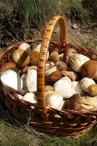 Обои трава, грибы, корзинка, лукошко, белые грибы, grass, mushrooms, basket, white mushrooms разрешение 1920x1200 Загрузить