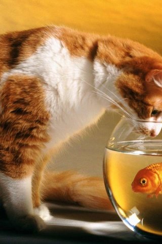 Обои кот, аквариум, рыбка, рыбалка, cat, aquarium, fish, fishing разрешение 1920x1200 Загрузить