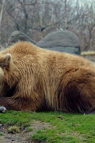 Обои природа, камни, медведь, хищник, гризли, nature, stones, bear, predator, grizzly разрешение 1920x1200 Загрузить