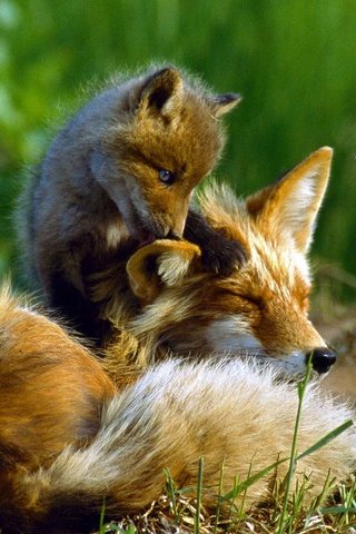 Обои лес, лиса, лисица, семья, детеныш, bing, forest, fox, family, cub разрешение 1920x1200 Загрузить