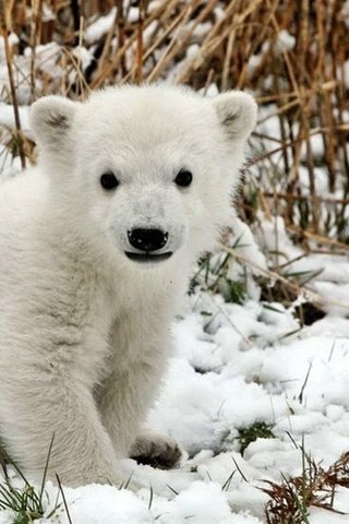 Обои снег, белый, медвежонок, snow, white, bear разрешение 1920x1200 Загрузить