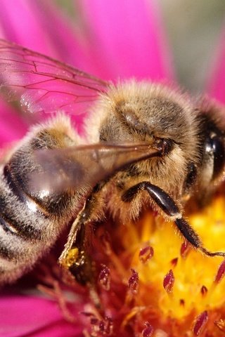 Обои цветок, бутон, пчела, нектар, flower, bud, bee, nectar разрешение 1920x1200 Загрузить