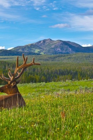 Обои горы, природа, олень, карибу, mountains, nature, deer, caribou разрешение 1920x1200 Загрузить