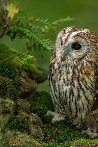 Обои сова, совенок, камни, лес, взгляд, хищник, птица, мох, папоротник, owl, owlet, stones, forest, look, predator, bird, moss, fern разрешение 1920x1200 Загрузить