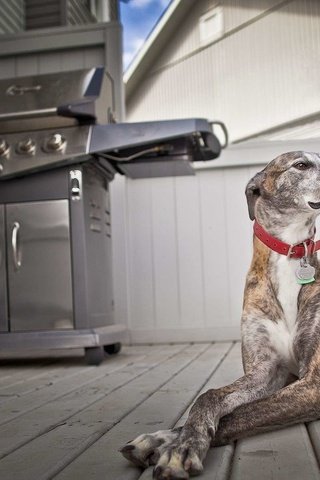 Обои фон, собака, дом, борзая, грейхаунд, background, dog, house, greyhound разрешение 1920x1200 Загрузить