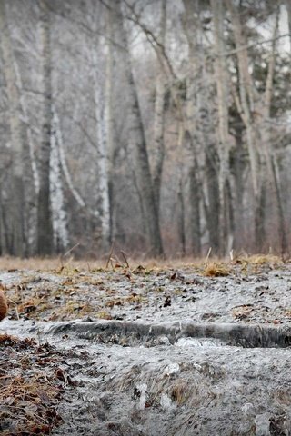 Обои природа, лес, листья, осень, собака, терьер, ирландский терьер, nature, forest, leaves, autumn, dog, terrier, the irish terrier разрешение 1920x1200 Загрузить