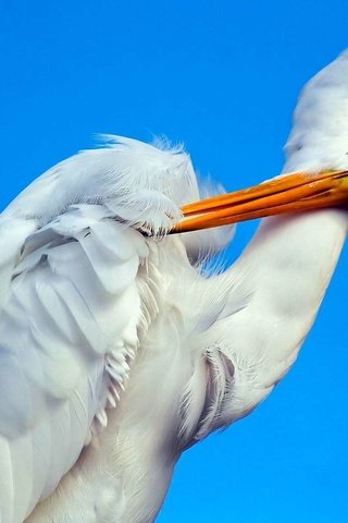 Обои фон, птица, клюв, белая, аист, шея, цапля, background, bird, beak, white, stork, neck, heron разрешение 1920x1200 Загрузить