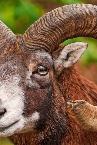 Обои животное, рога, снежный, баран, bighorn sheep, муфлон, горный баран, animal, horns, snow, ram, mouflon разрешение 1920x1200 Загрузить