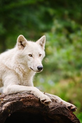 Обои природа, лес, белый, размытость, хищник, волк, nature, forest, white, blur, predator, wolf разрешение 1920x1200 Загрузить