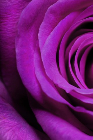 Обои макро, цветок, роза, фиолетовый, красивая, macro, flower, rose, purple, beautiful разрешение 1920x1200 Загрузить