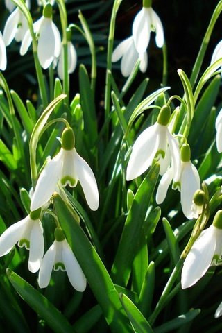 Обои цветы, зелень, весна, белые, подснежники, первоцвет, flowers, greens, spring, white, snowdrops, primrose разрешение 1920x1200 Загрузить