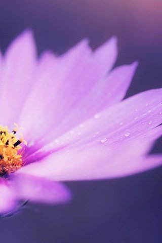 Обои макро, цветок, капли, лепестки, ромашка, сиреневая, macro, flower, drops, petals, daisy, lilac разрешение 1920x1200 Загрузить