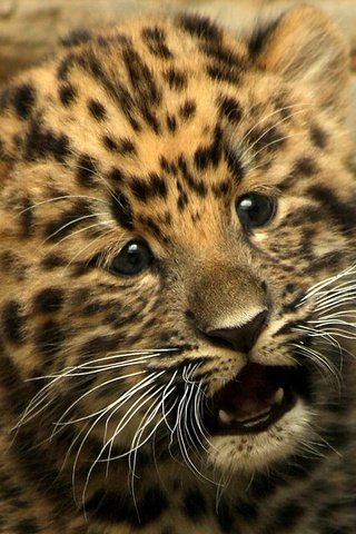 Обои котенок, маленький, леопард, малыш, гепард, детеныш, kitty, small, leopard, baby, cheetah, cub разрешение 1920x1200 Загрузить