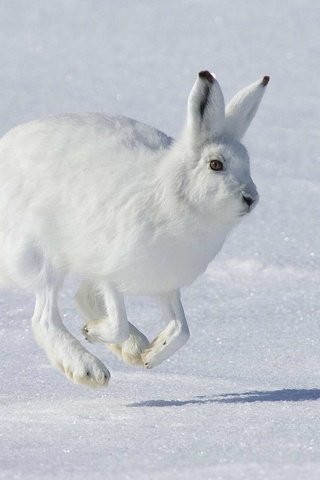Обои снег, зима, животное, заяц, белый заяц, snow, winter, animal, hare, white rabbit разрешение 1920x1200 Загрузить