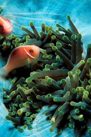 Обои рыбки, океан, подводный мир, рыба-клоун, pink anemonefish, актинии, fish, the ocean, underwater world, clown fish, sea anemones разрешение 1920x1200 Загрузить