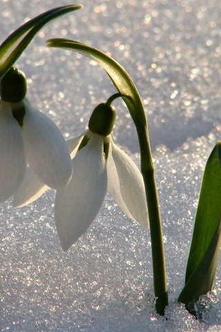 Обои цветы, снег, весна, подснежники, flowers, snow, spring, snowdrops разрешение 2560x1600 Загрузить