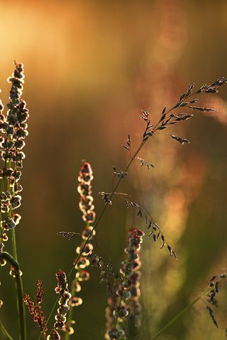 Обои трава, природа, макро, луг, растение, grass, nature, macro, meadow, plant разрешение 1920x1200 Загрузить