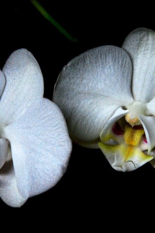 Обои цветы, черный фон, белые, орхидеи, flowers, black background, white, orchids разрешение 1920x1200 Загрузить