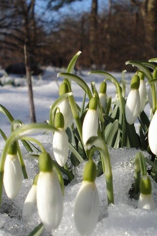 Обои цветы, снег, весна, подснежники, проталины, flowers, snow, spring, snowdrops, thawed разрешение 1920x1200 Загрузить