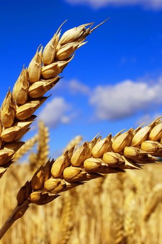 Обои небо, облака, природа, макро, поле, колосья, пшеница, the sky, clouds, nature, macro, field, ears, wheat разрешение 3872x2592 Загрузить