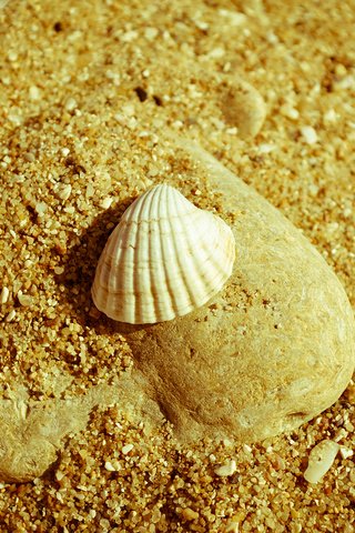 Обои природа, макро, песок, пляж, камень, ракушка, nature, macro, sand, beach, stone, shell разрешение 1920x1200 Загрузить