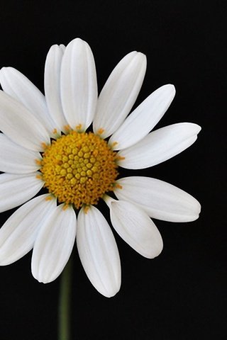 Обои макро, цветок, лепестки, ромашка, черный фон, macro, flower, petals, daisy, black background разрешение 1920x1200 Загрузить