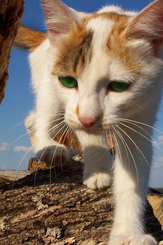 Обои природа, кот, кошка, прогулка, зеленые глаза, рыже-белый, nature, cat, walk, green eyes, red-white разрешение 2560x1600 Загрузить