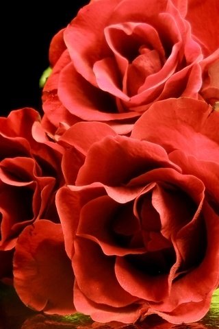 Обои цветы, розы, красные, букет, flowers, roses, red, bouquet разрешение 1920x1200 Загрузить