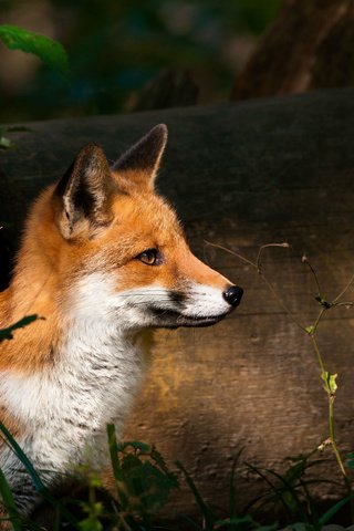 Обои природа, лес, взгляд, лиса, лисенок, nature, forest, look, fox разрешение 2560x1675 Загрузить