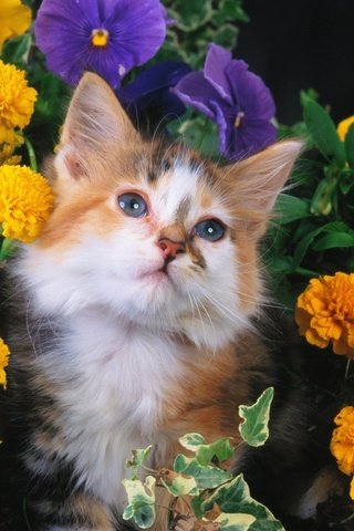 Обои цветы, кошка, взгляд, котенок, пушистый, пятнистый, flowers, cat, look, kitty, fluffy, spotted разрешение 1920x1200 Загрузить