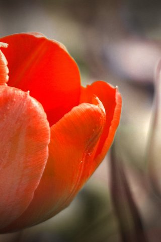Обои тюльпан, tulip разрешение 1920x1080 Загрузить