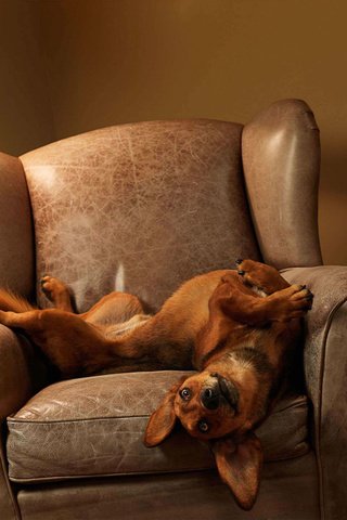 Обои собака, лежит, часы, кресло, игривая, dog, lies, watch, chair, playful разрешение 1920x1403 Загрузить