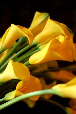 Обои цветы, черный фон, букет, желтые, каллы, flowers, black background, bouquet, yellow, calla lilies разрешение 2550x1695 Загрузить