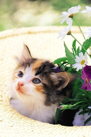 Обои цветы, кошка, котенок, шляпа, котенок в клумбе, flowers, cat, kitty, hat, kitty in the flower bed разрешение 1920x1200 Загрузить