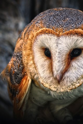 Обои глаза, сова, птица, клюв, филин, сипуха, eyes, owl, bird, beak, the barn owl разрешение 1920x1280 Загрузить