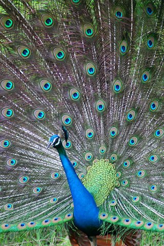 Обои птица, павлин, перья, красивый, хвост, bird, peacock, feathers, beautiful, tail разрешение 1920x1200 Загрузить