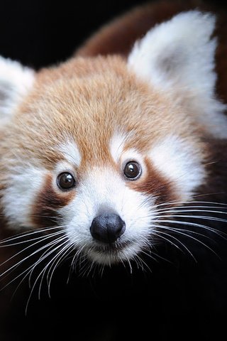 Обои морда, зверек, красная панда, малая панда, face, animal, red panda разрешение 1920x1200 Загрузить