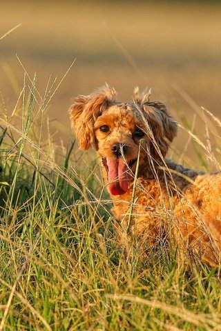 Обои поле, лето, пудель, собаки, йоркширский терьер, собачки в траве, field, summer, poodle, dogs, yorkshire terrier, dog in the grass разрешение 1920x1200 Загрузить