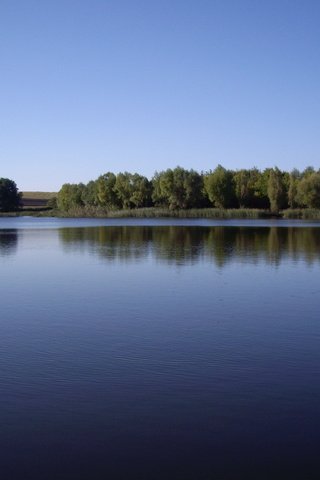 Обои деревья, озеро, лес, горизонт, лето, trees, lake, forest, horizon, summer разрешение 2592x1944 Загрузить