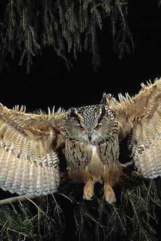 Обои ночь, сова, лес, полет, крылья, птица, филин, night, owl, forest, flight, wings, bird разрешение 1920x1080 Загрузить