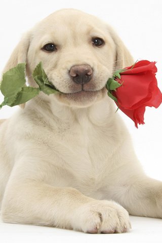 Обои цветок, улыбка, роза, собака, щенок, лабрадор, flower, smile, rose, dog, puppy, labrador разрешение 1920x1080 Загрузить