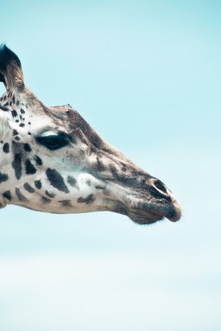 Обои небо, профиль, животное, жираф, голова, шея, the sky, profile, animal, giraffe, head, neck разрешение 1920x1200 Загрузить